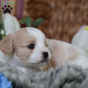 Murphy, Cavachon Puppy