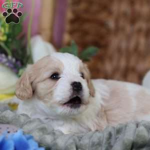 Murphy, Cavachon Puppy