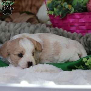 Murphy, Cavachon Puppy