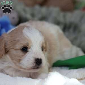 Murphy, Cavachon Puppy