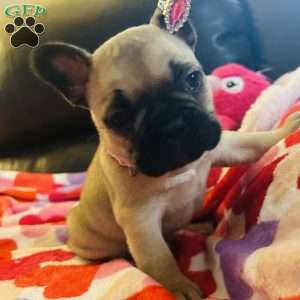 Lulu, French Bulldog Puppy