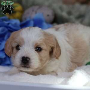 Murphy, Cavachon Puppy