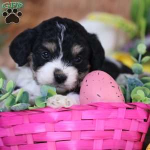 Mila, Cavachon Puppy