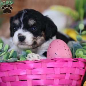 Mila, Cavachon Puppy