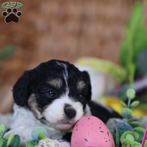 Mila, Cavachon Puppy