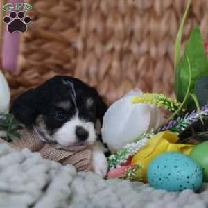 Mila, Cavachon Puppy