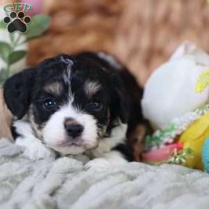 Mila, Cavachon Puppy