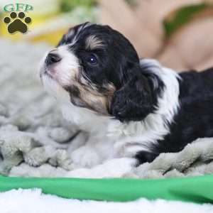 Mila, Cavachon Puppy