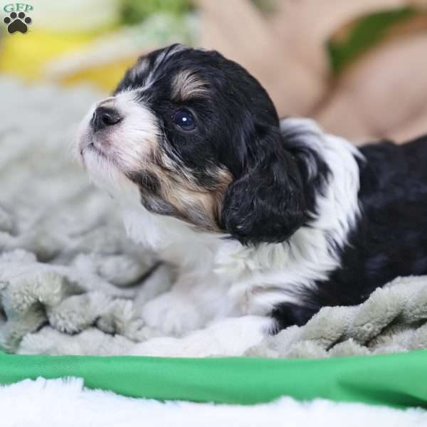 Mila, Cavachon Puppy