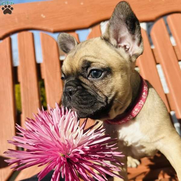 Lala, French Bulldog Puppy