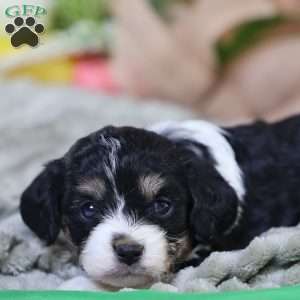 Mila, Cavachon Puppy