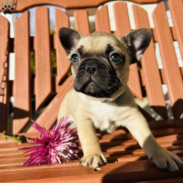 Buster, French Bulldog Puppy