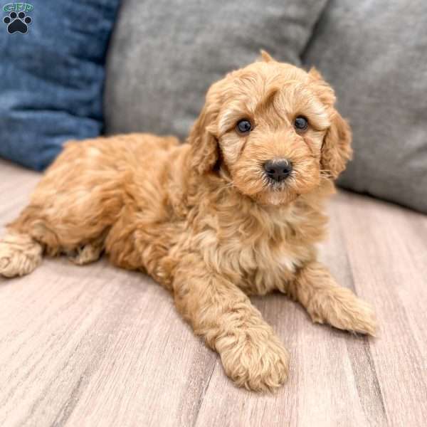 Ollie, Mini Goldendoodle Puppy