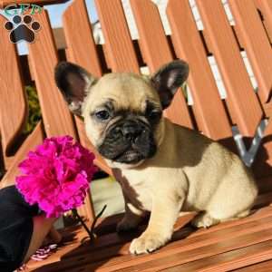 Lulu, French Bulldog Puppy