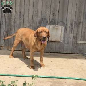 KitKat, Fox Red Labrador Retriever Puppy