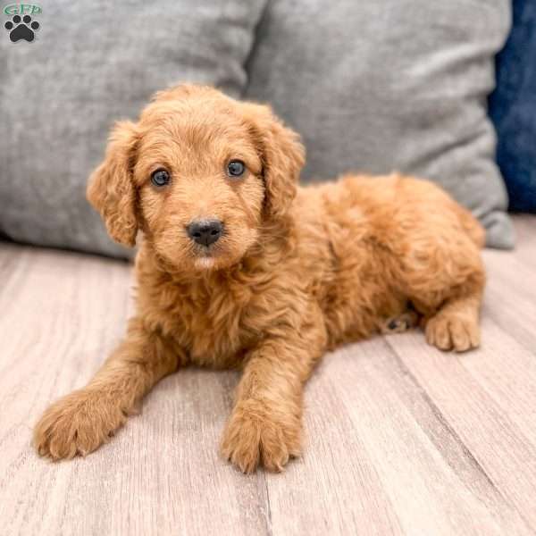 Autumn, Mini Goldendoodle Puppy