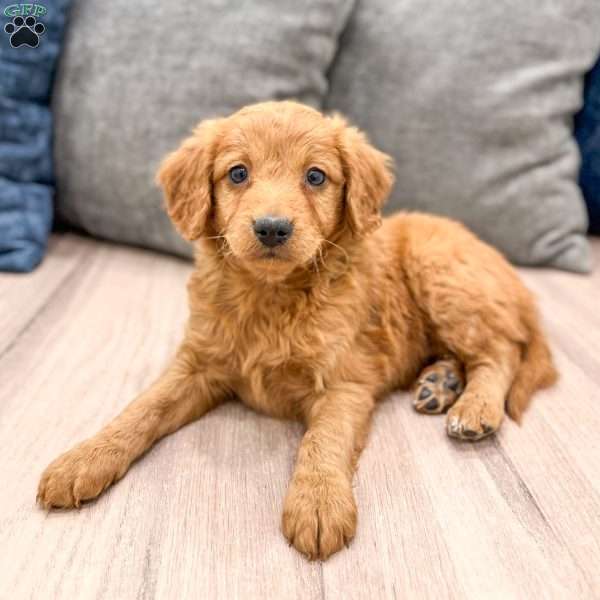 Avery, Mini Goldendoodle Puppy