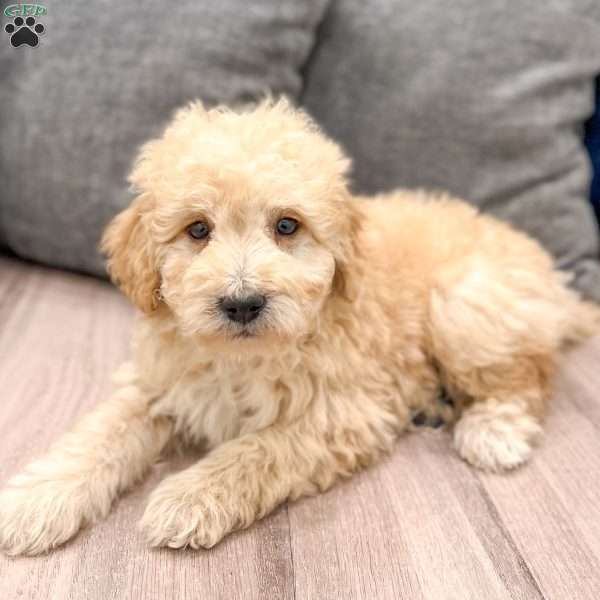 Oscar, Mini Goldendoodle Puppy