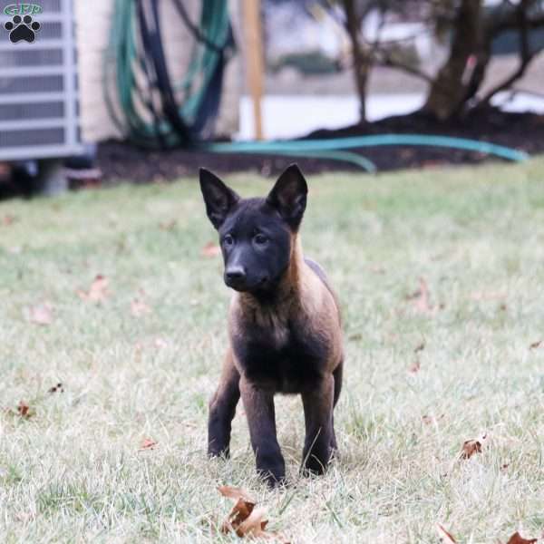 Reign, Belgian Malinois Puppy