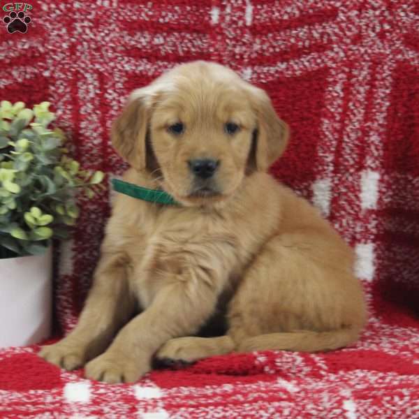 Skye, Golden Retriever Puppy