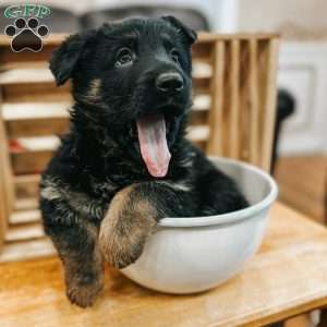 Auburn, German Shepherd Puppy