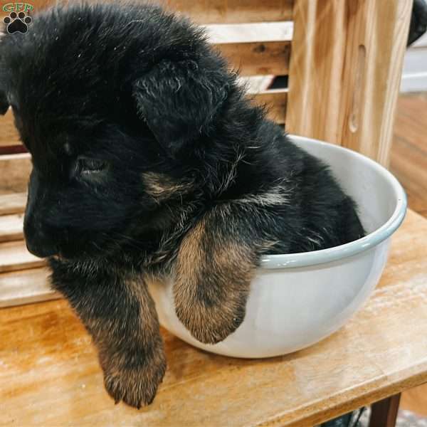 Auburn, German Shepherd Puppy