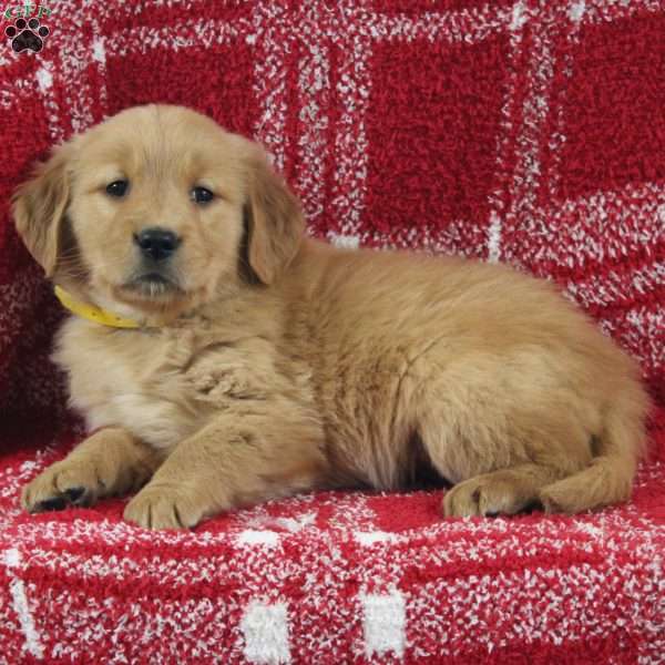 Sadie, Golden Retriever Puppy