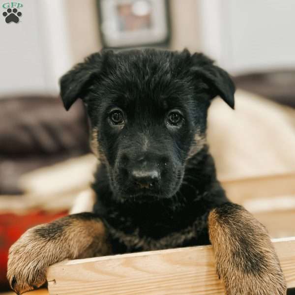 Luna, German Shepherd Puppy