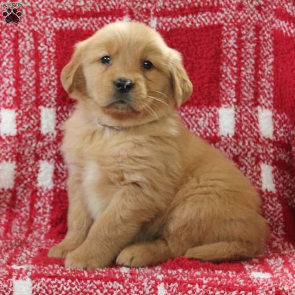 Stella, Golden Retriever Puppy