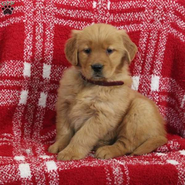 Sasha, Golden Retriever Puppy