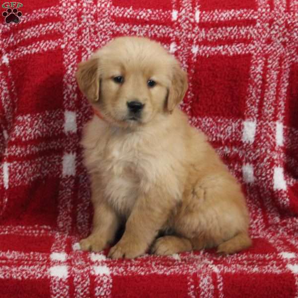 Summer, Golden Retriever Puppy