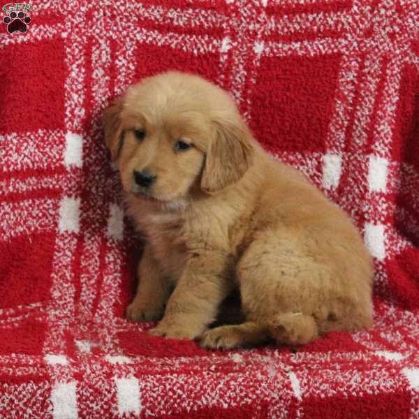 Smores, Golden Retriever Puppy