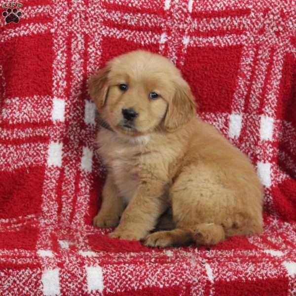 Savannah, Golden Retriever Puppy