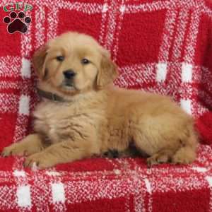 Savannah, Golden Retriever Puppy