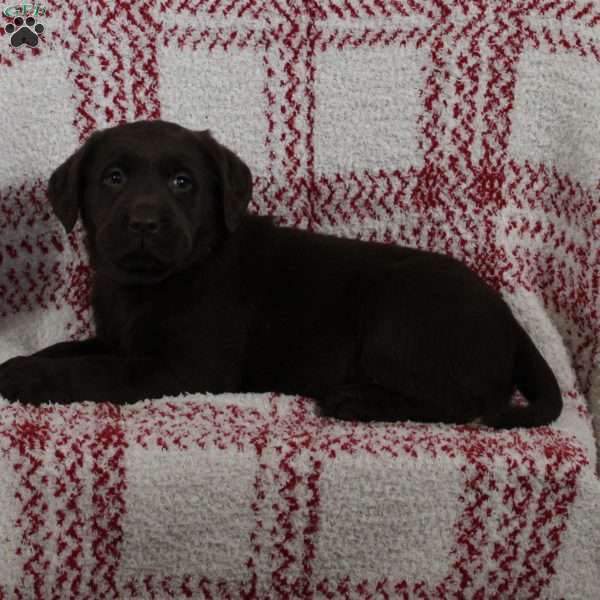 Dexter, Chocolate Labrador Retriever Puppy