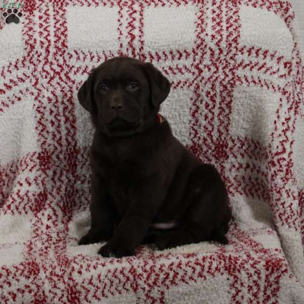 Dylan, Chocolate Labrador Retriever Puppy