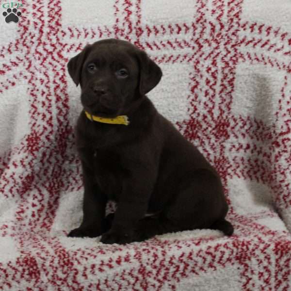 Dune, Chocolate Labrador Retriever Puppy