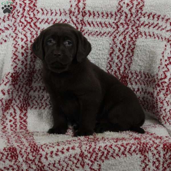 Amber, Chocolate Labrador Retriever Puppy