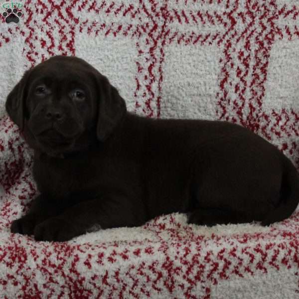 Addie, Chocolate Labrador Retriever Puppy