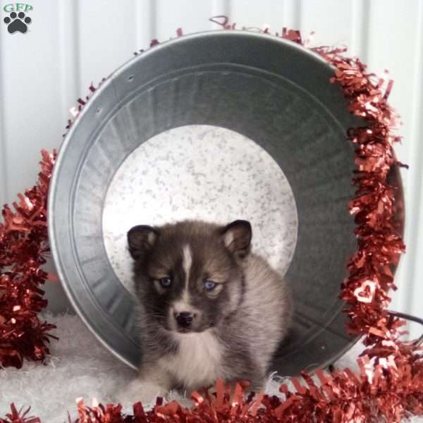 Joey, Pomsky Puppy