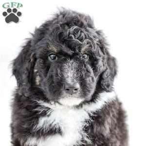 Cowboy, Bernedoodle Puppy