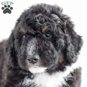 Cowboy, Bernedoodle Puppy