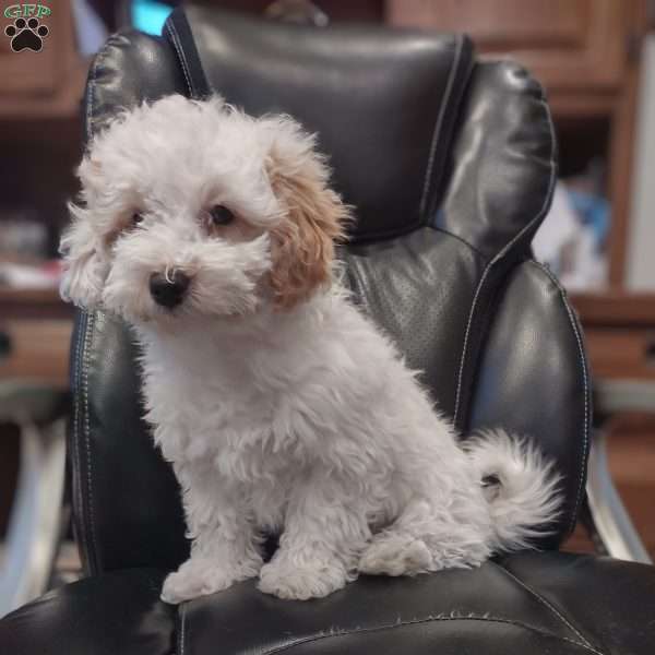 Rover, Mini Goldendoodle Puppy