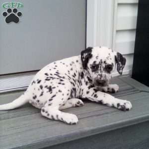 Shelly, Dalmatian Puppy