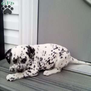 Shelly, Dalmatian Puppy