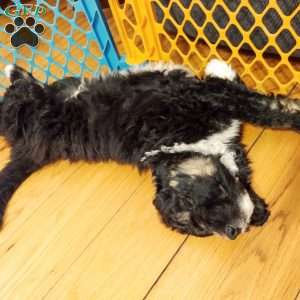 Cowboy, Bernedoodle Puppy