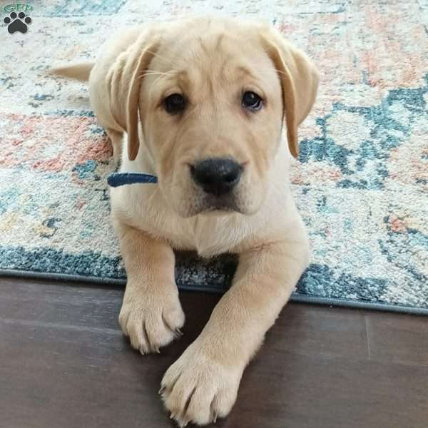 Dodger, Yellow Labrador Retriever Puppy