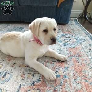 Tinkerbelle, Yellow Labrador Retriever Puppy