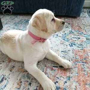 Tinkerbelle, Yellow Labrador Retriever Puppy