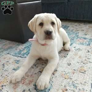 Tinkerbelle, Yellow Labrador Retriever Puppy